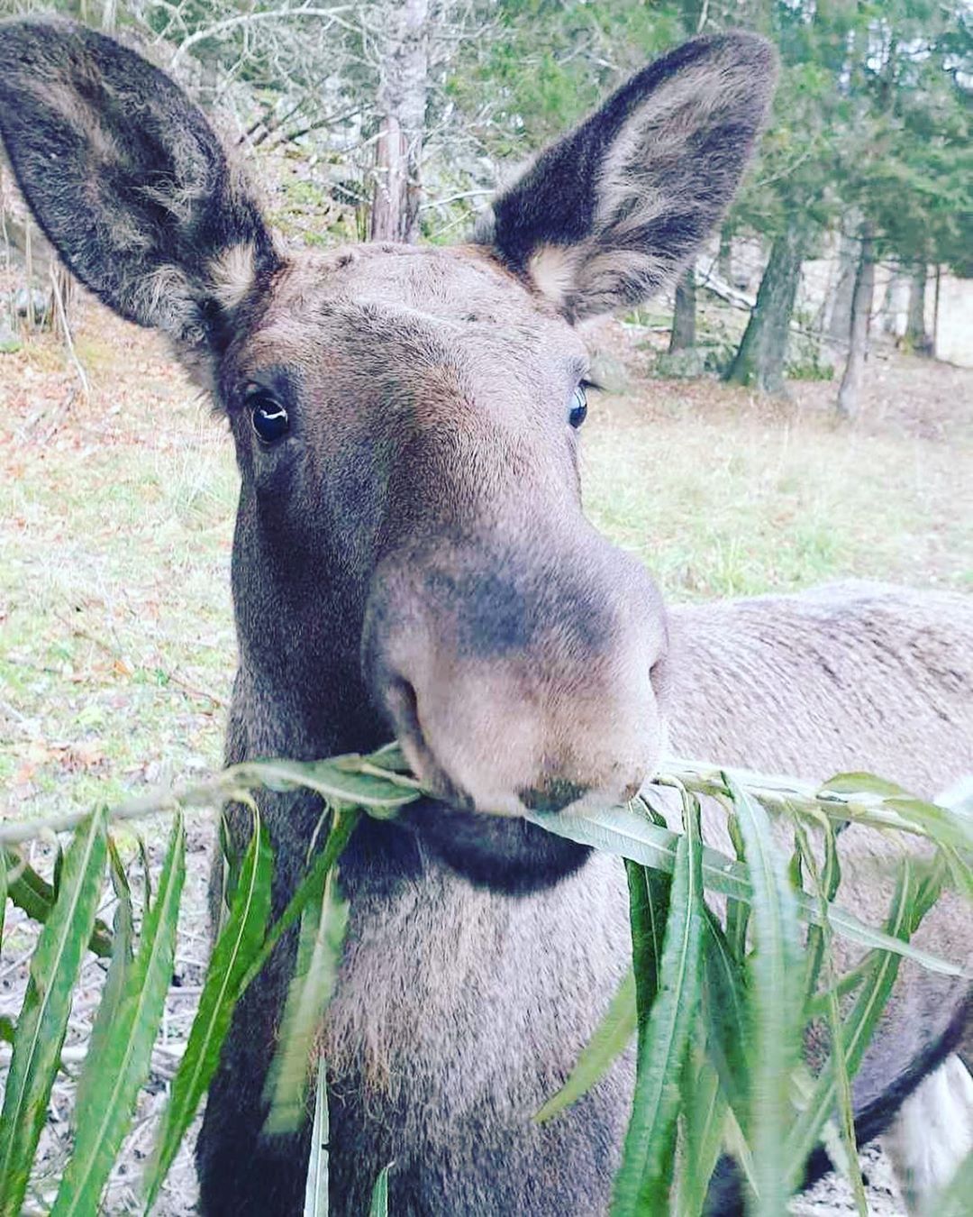 Farsdag på söndag den 10/11, inte köpt present till pappa än? Bjud han på Öster Malmas farsdagsbuffé 😃👌Mer information via länk http://www.ostermalma.se/mat-dryck/middag/